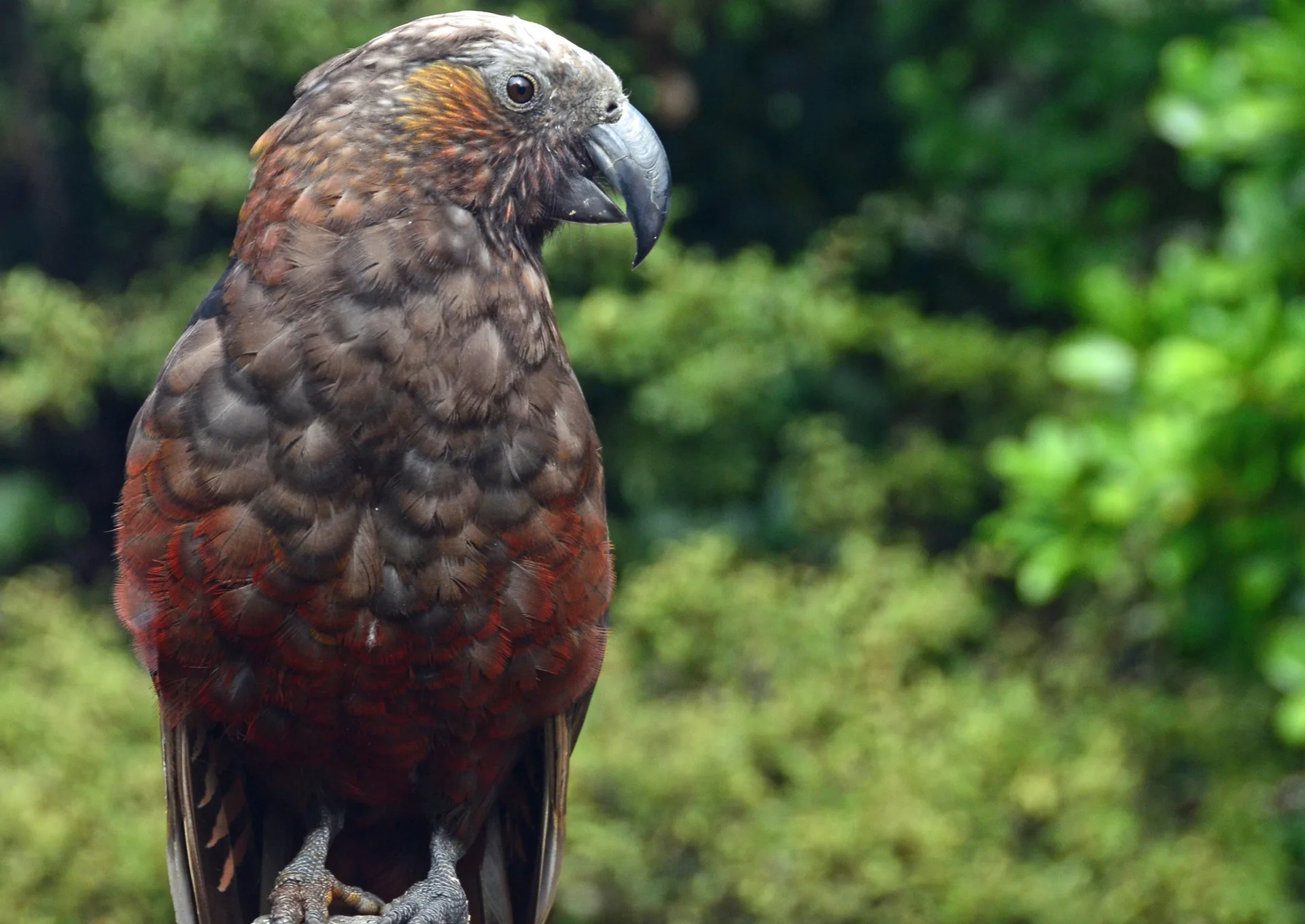 A kākā, a native forest parrot with olive-brown and red plumage