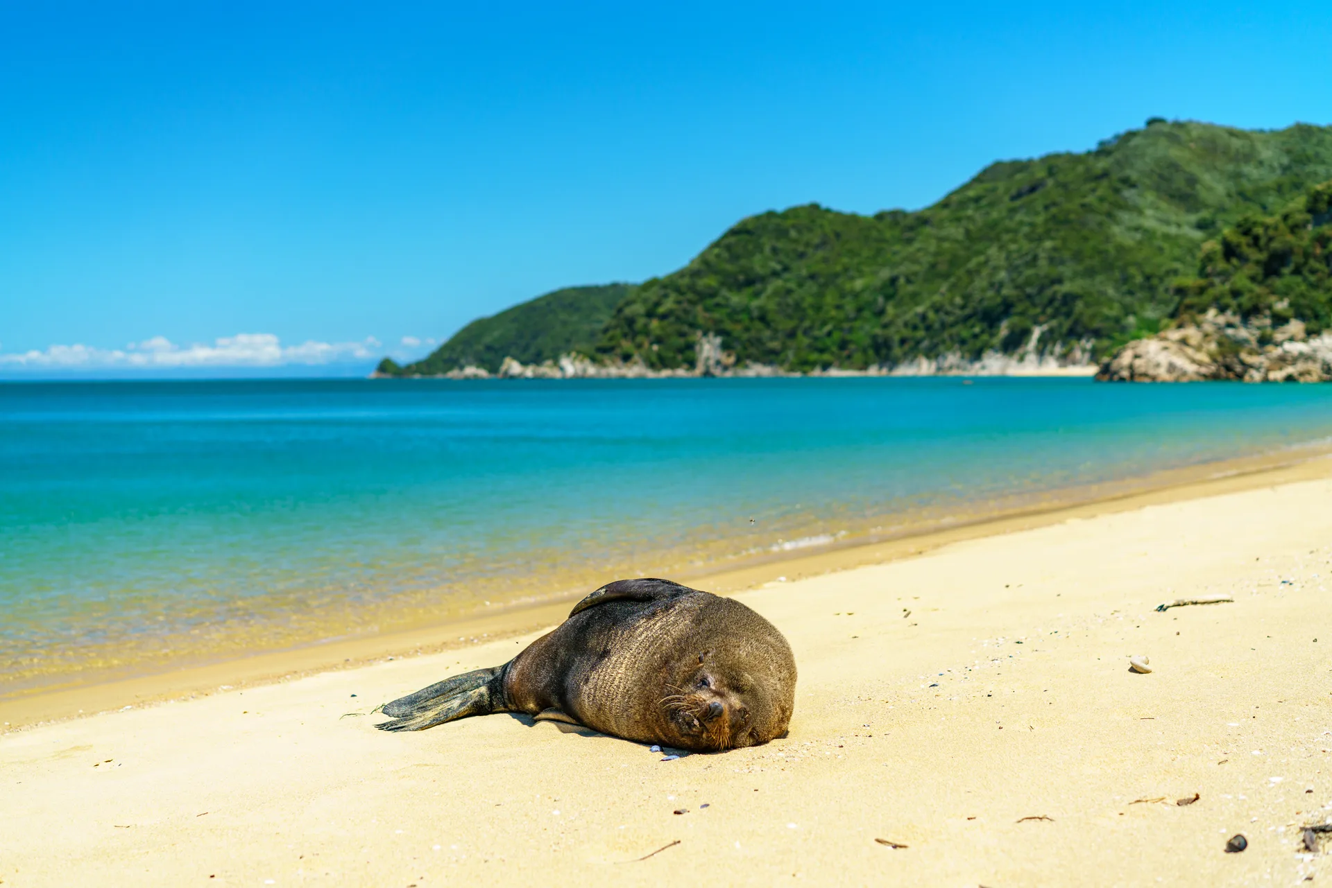 A fur seal resting on a golden Abel Tasman beach beside turquoise water